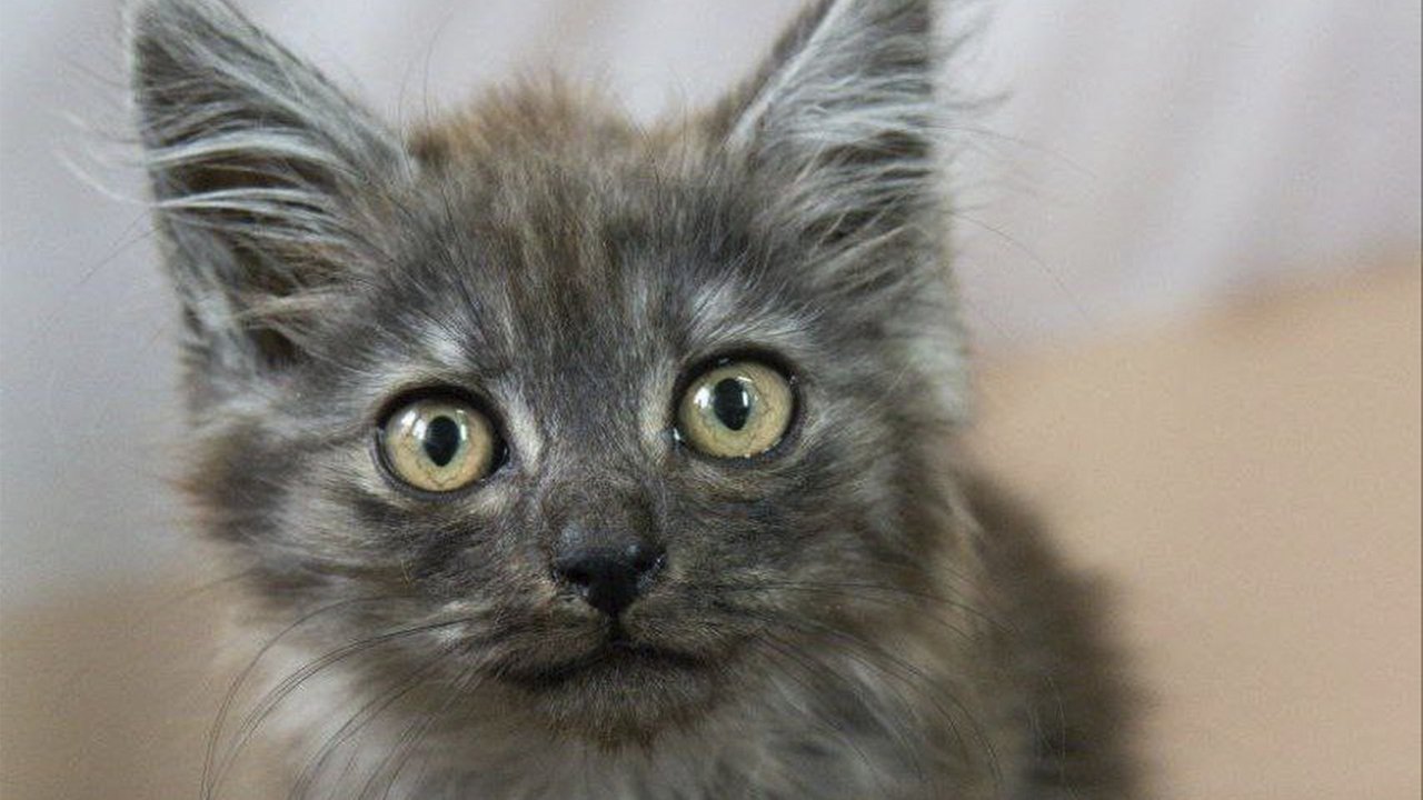 Котенок два месяца окрас черный дым Котенок два месяца окрас черный дым