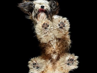 Pets.mail.ru Pets.mail.ru