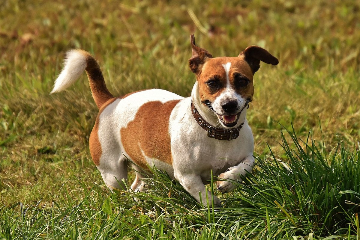 jack-russell-1703735_1280