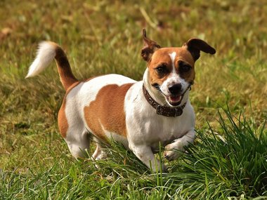 jack-russell-1703735_1280