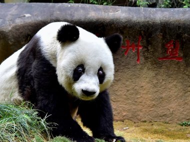 Slide image for gallery: 6794 | Сейчас Басы живет в центре гигантских панд в Фучжоу
