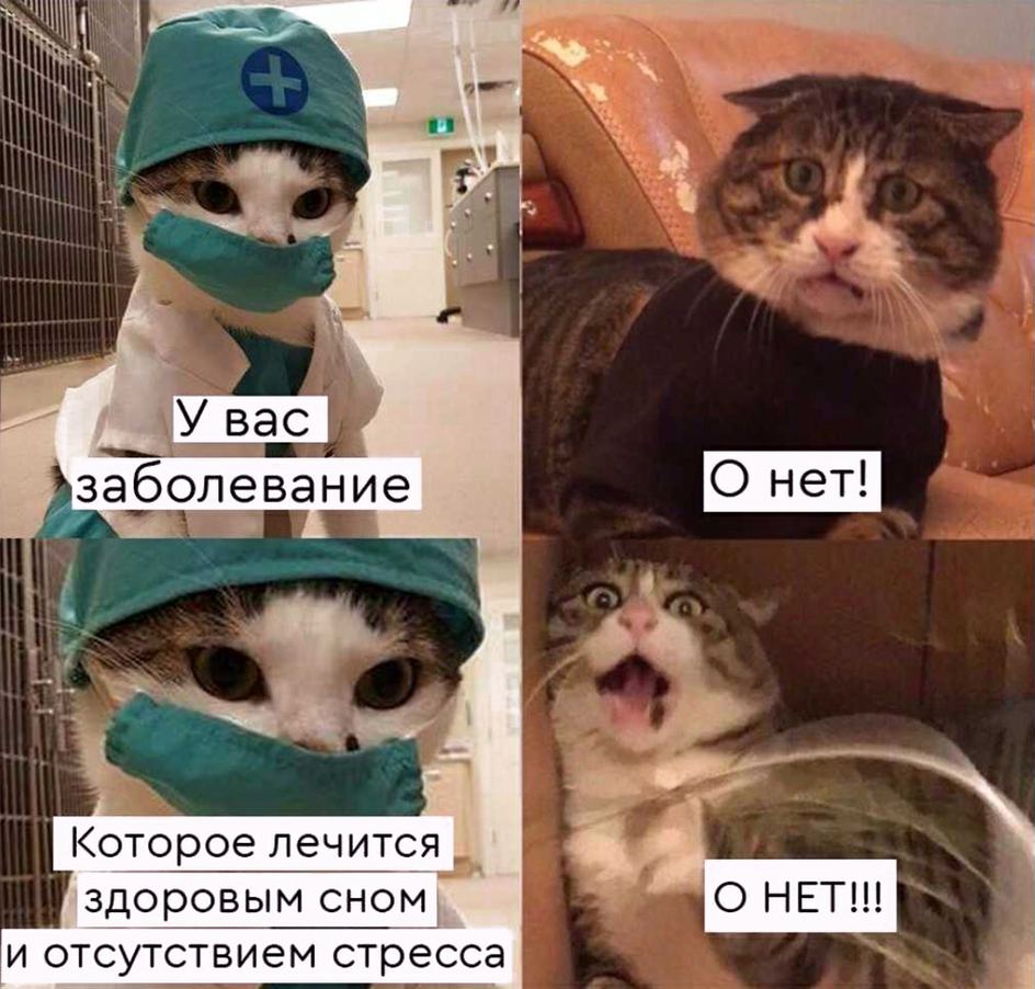 Кот-врач и пациент