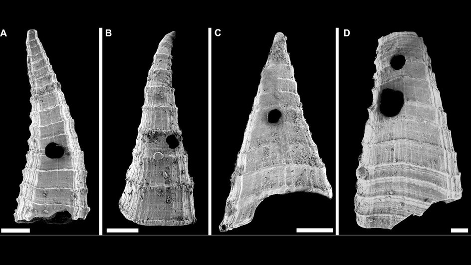 Примеры раковин Lapworthella fasciculata (под сканирующим электронным микроскопом) с отверстиями, сделанными хищником