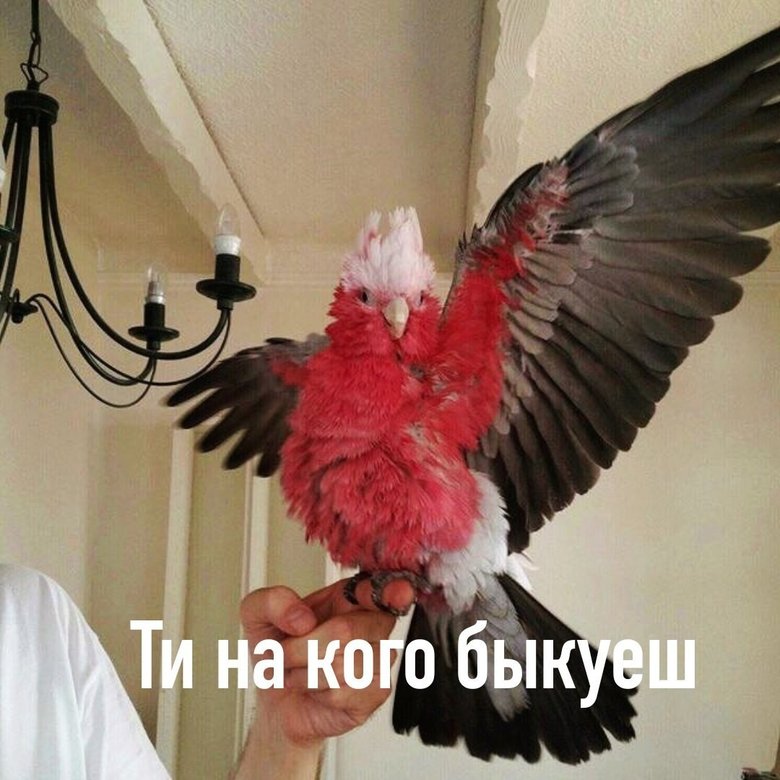 Источник: Мемы с попугаями / VK