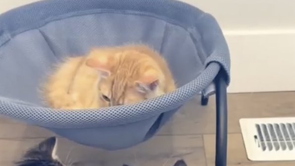 Эту маму все достало: кошка решила отдохнуть от котят — не получилось