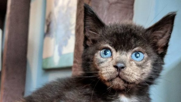 Приютский черный котенок начал сереть