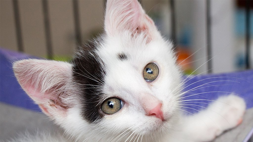Котенок