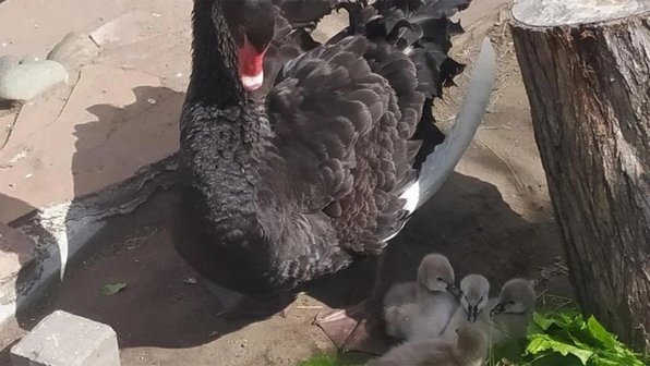 «Дети — под крылом у мамы»: в омском зоопарке на свет появились чёрные лебеди