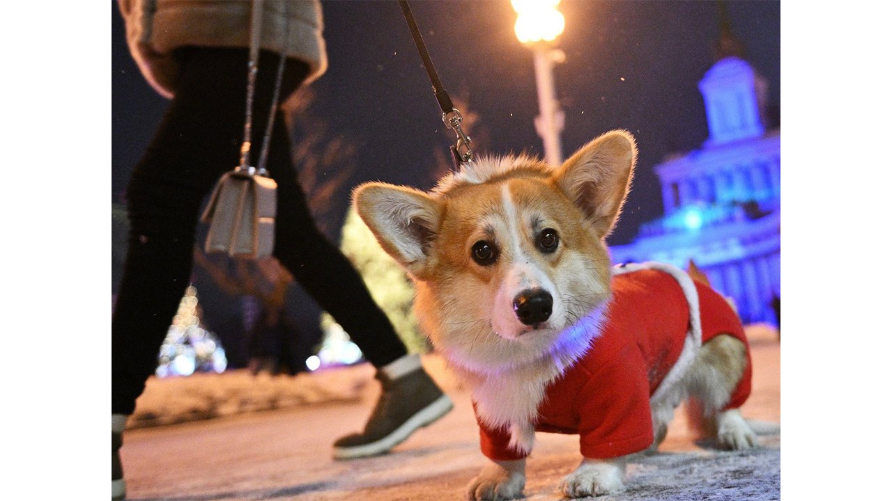 Собака Собака