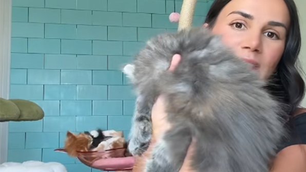 Котята мейн-куна разочаровали папу и удивили хозяйку — и вот почему