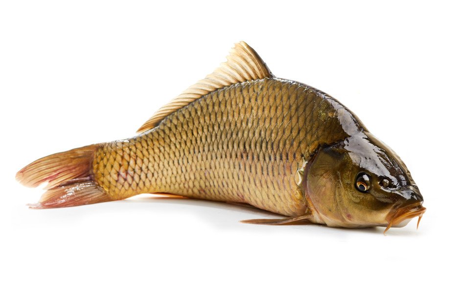 Какие витамины в сазане речной рыбе
