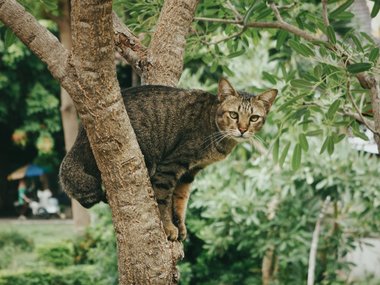 Кошка залезла на дерево