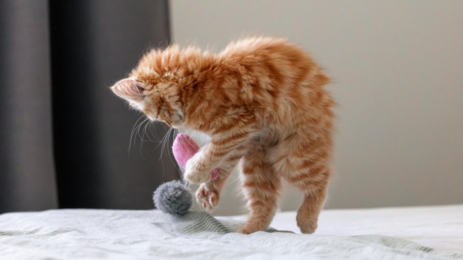 Кошка играет с игрушками Кошка играет с игрушками