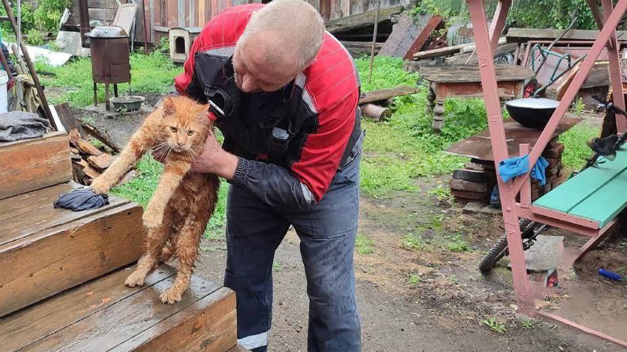 В Красноярском крае спасли мейн-куна Симбу, покорявшего дерево