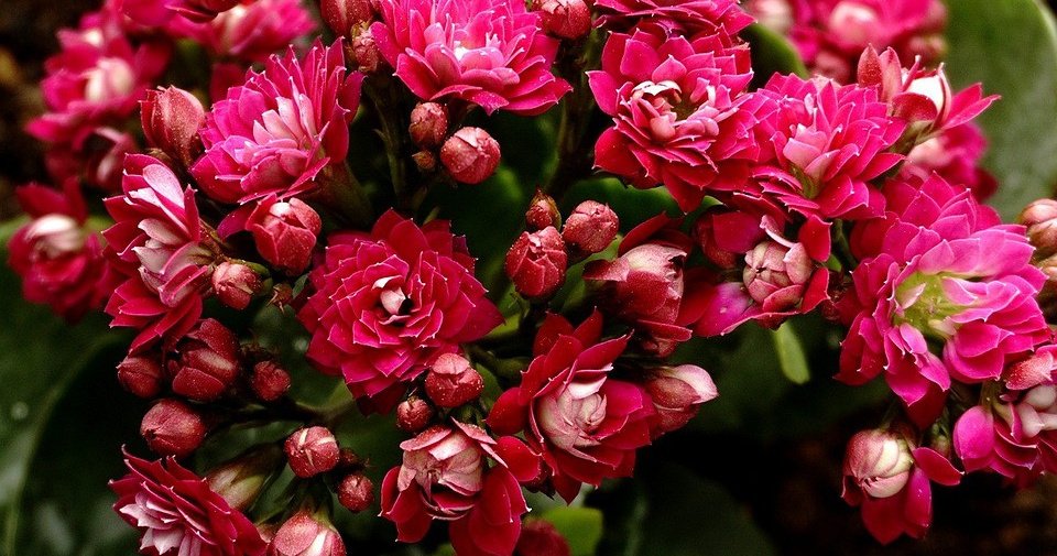 12 неприхотливых комнатных растений, которые смогут вырастить даже начинающие цветоводы