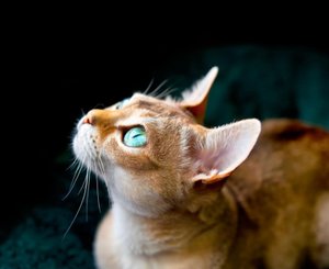 Сингапурская кошка