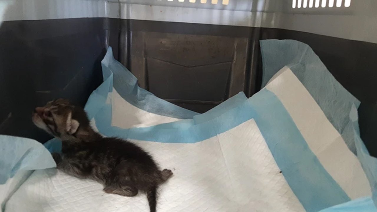 Маленький котенок лежит в переноске Маленький котенок лежит в переноске