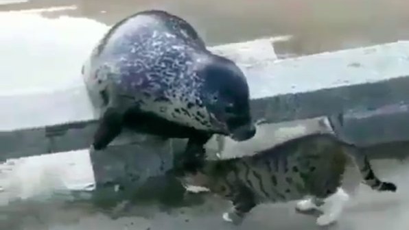 Кот «уложил» тюленя одной левой (видео)