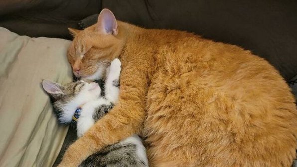 15 фото спасенных кошек, которые заставят вас улыбнуться