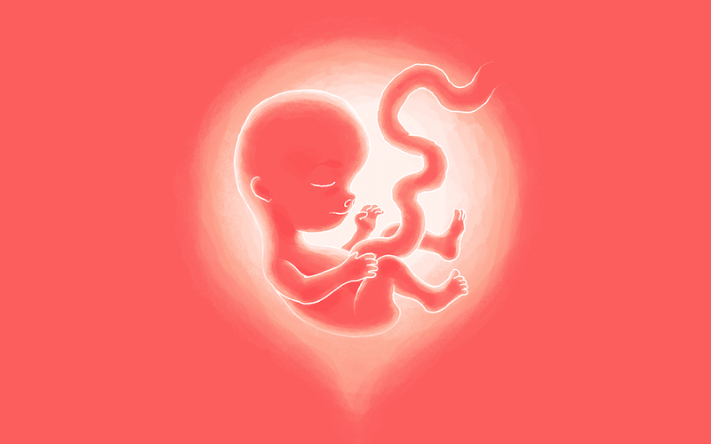 Эмблемы для акушерок женщина и плод. Препараты чтобы плод не развивался. Ребёнок в 28 недель в утробе как выглядит.