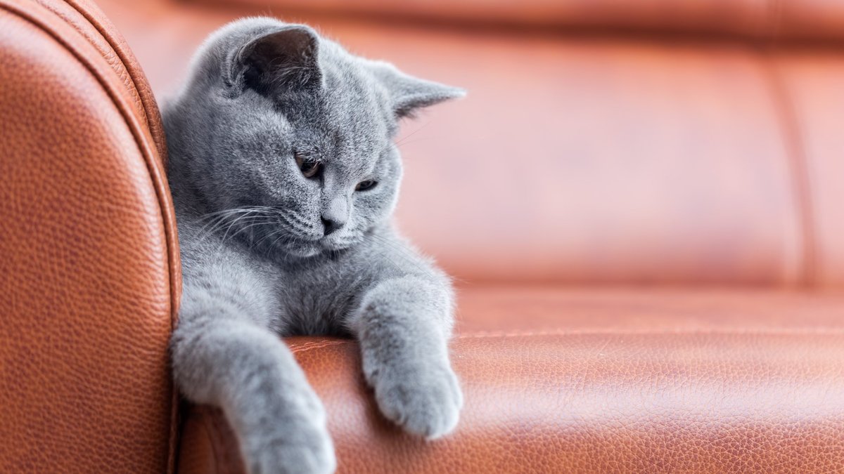 Британскую кошку впервые описали в 1880 году, порода быстро стала популярной и начала распространяться по миру.