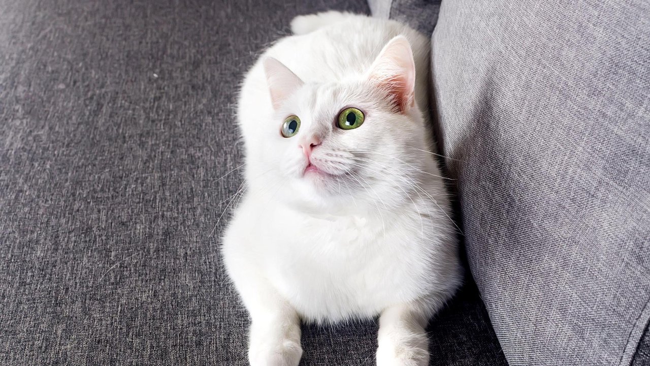 Кошка Кошка