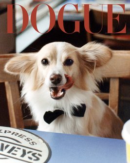 Dogue