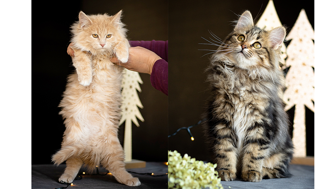 Еще два звездных котенка: Прррьер Ришар (слева) и Мяу Поль Бельмондо (справа)