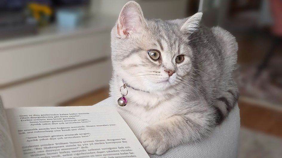 Кошка отдыхает рядом с хозяином Кошка отдыхает рядом с хозяином