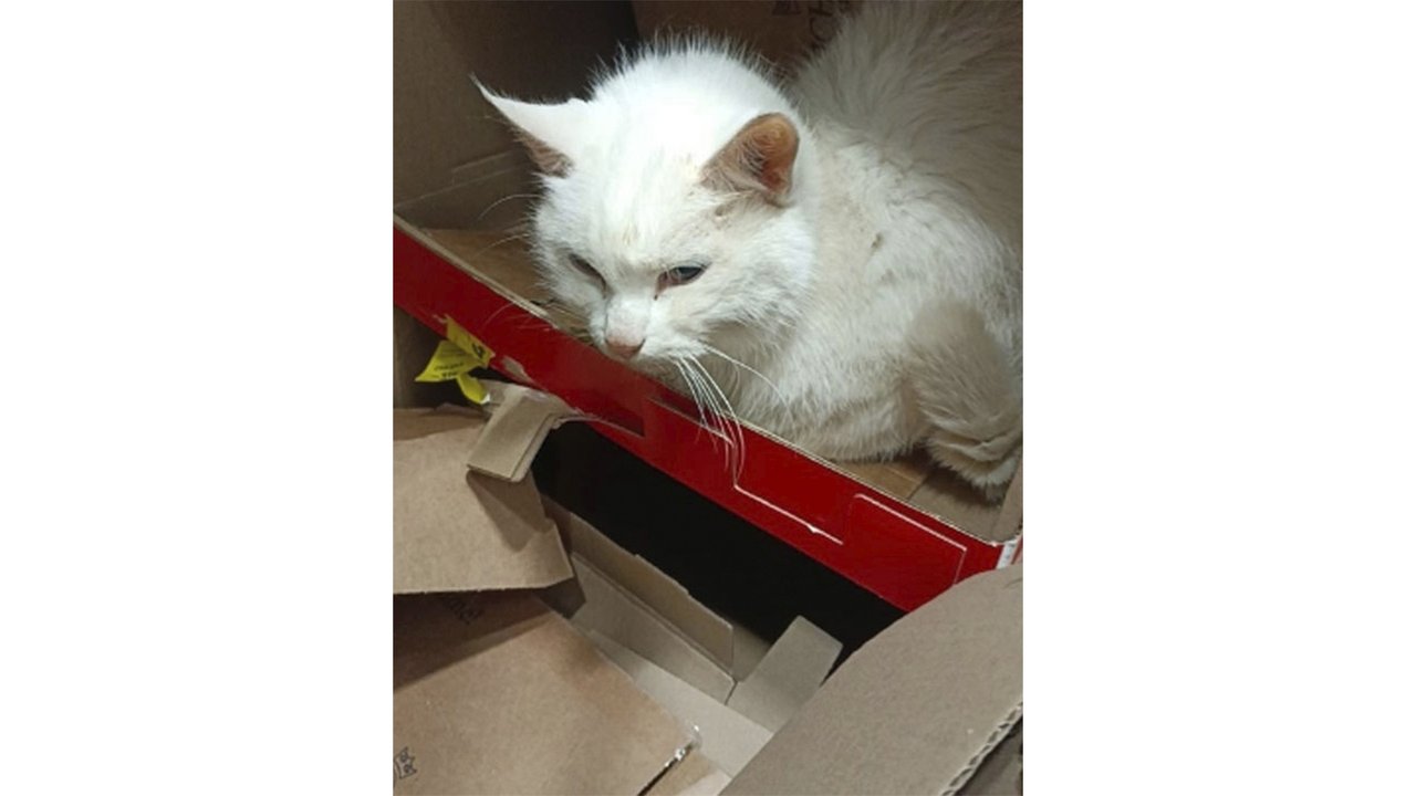 Белый кот сидит в коробке Белый кот сидит в коробке