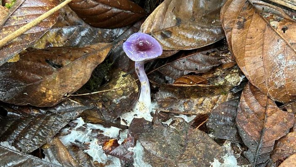Эктомикоризный гриб Cortinarius Эктомикоризный гриб Cortinarius