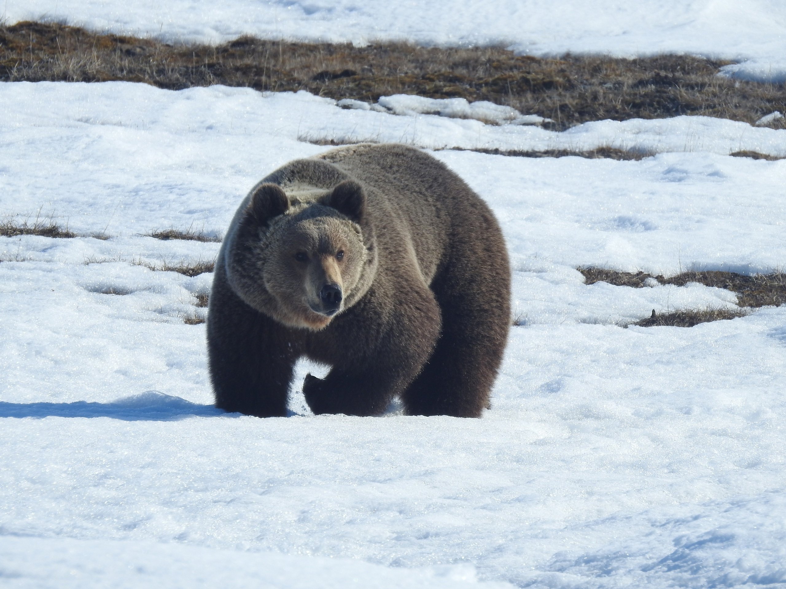 Какую среду освоил медведь. Медведь кавказский бурый ареал.