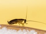 Раз и навсегда: как избавиться от тараканов