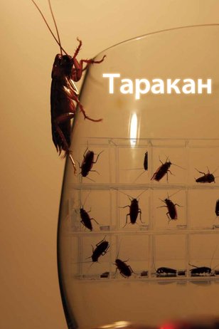 Постер шоу «Таракан»