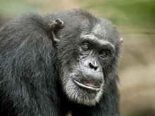 Кадр из Шимпанзе