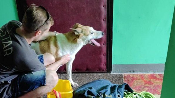 В Москве спасли пса, двое суток умолявшего о помощи на балконе