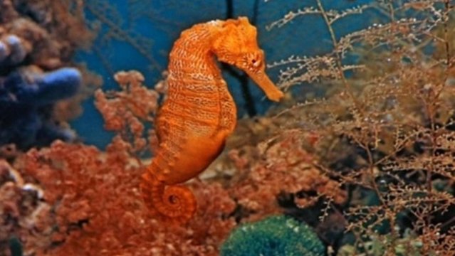 Тайны морских глубин