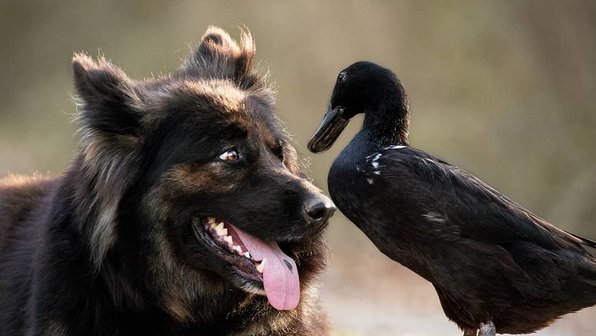 Утка думает, что она собака, и очень радостно встречает хозяина