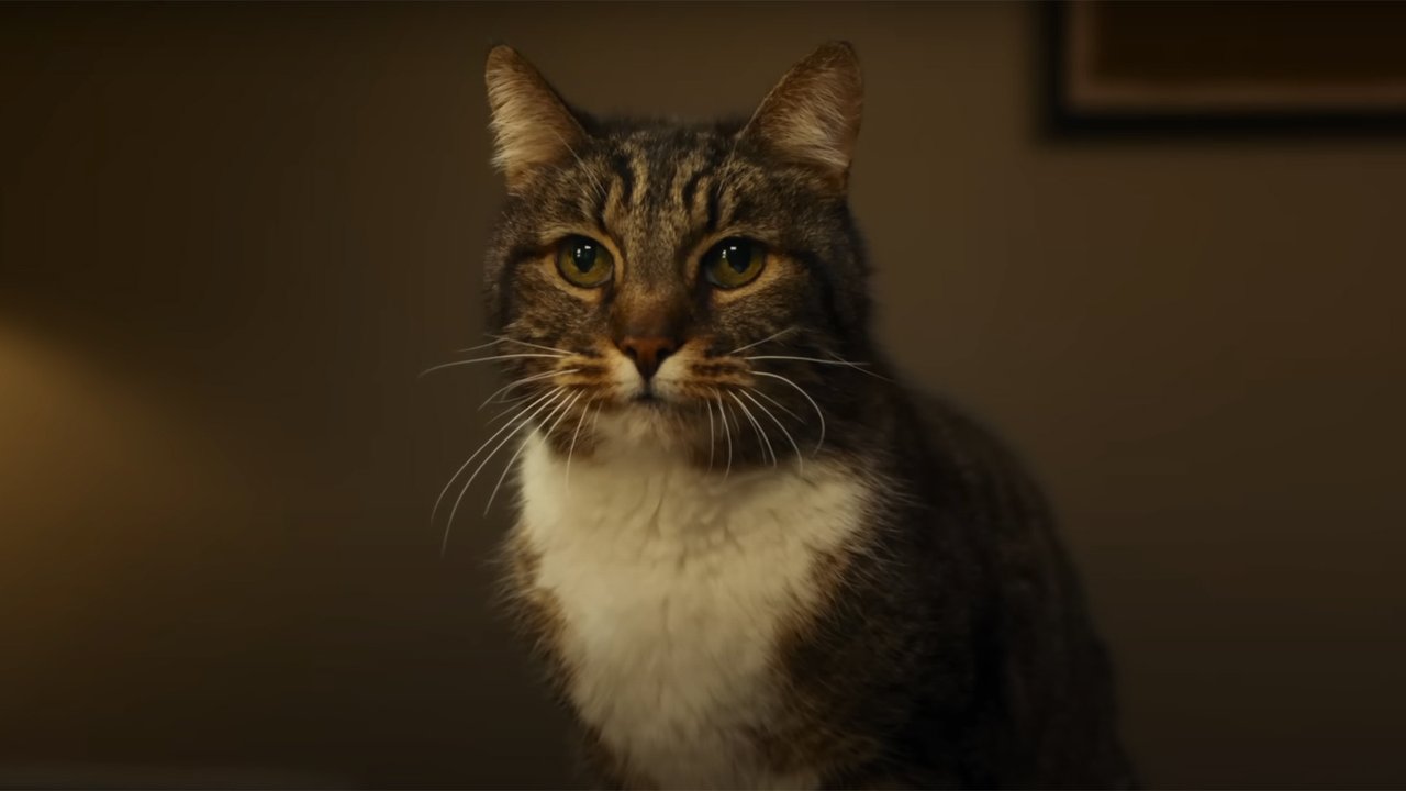 Кот на фоне стены Кот на фоне стены