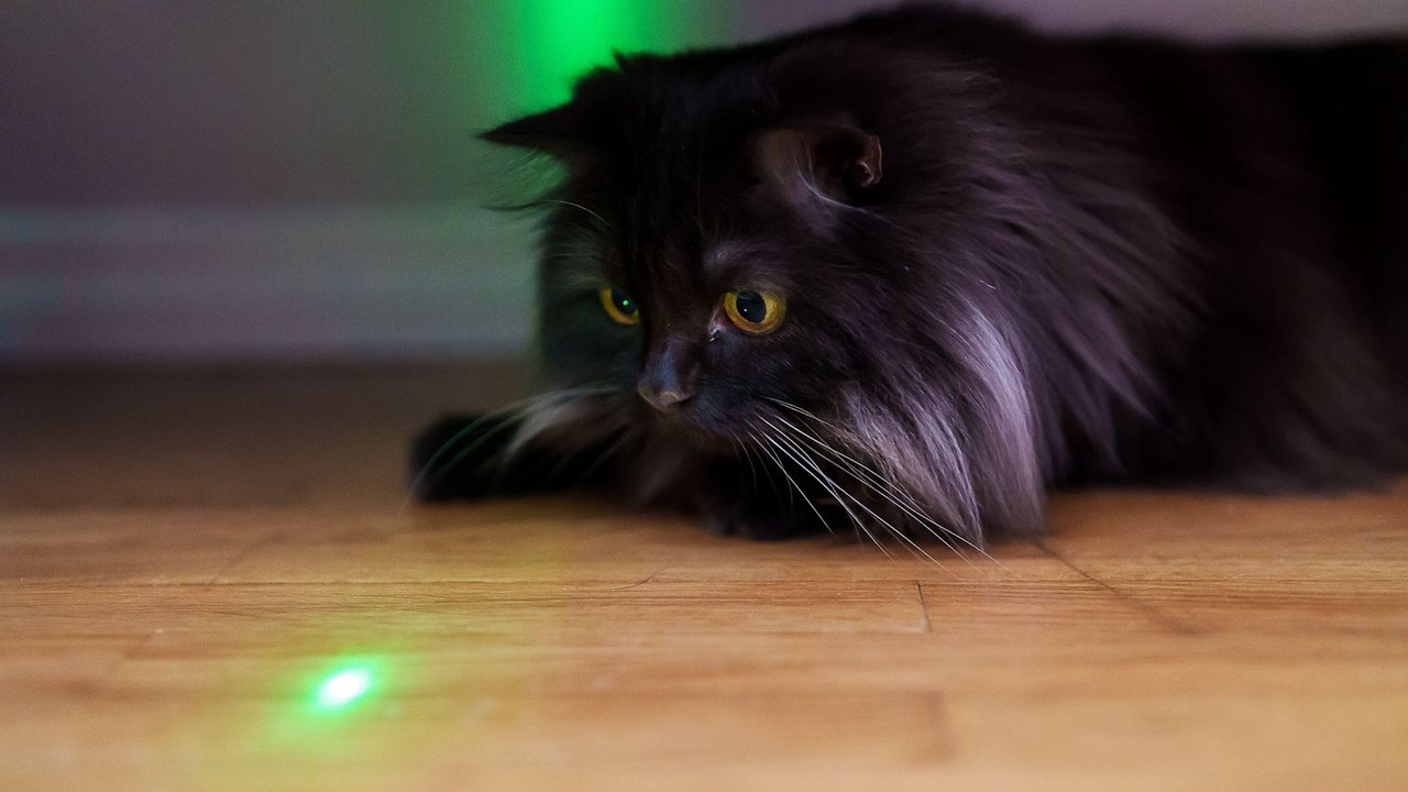 Лазер для кошки