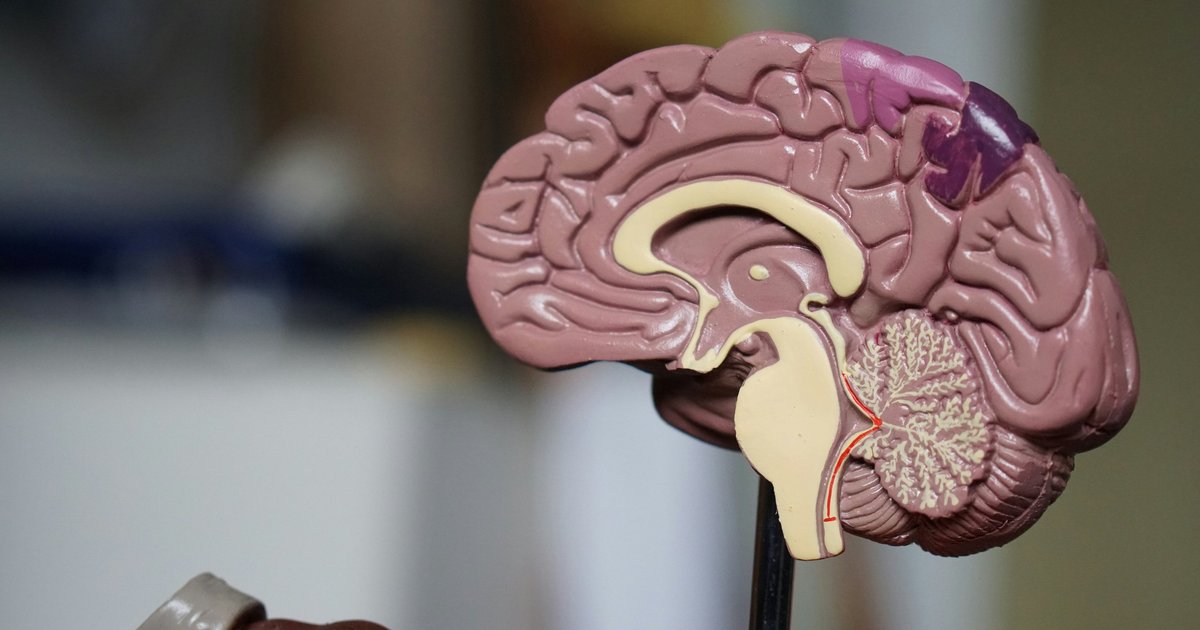 Ученые вырастили человеческий мини-мозг