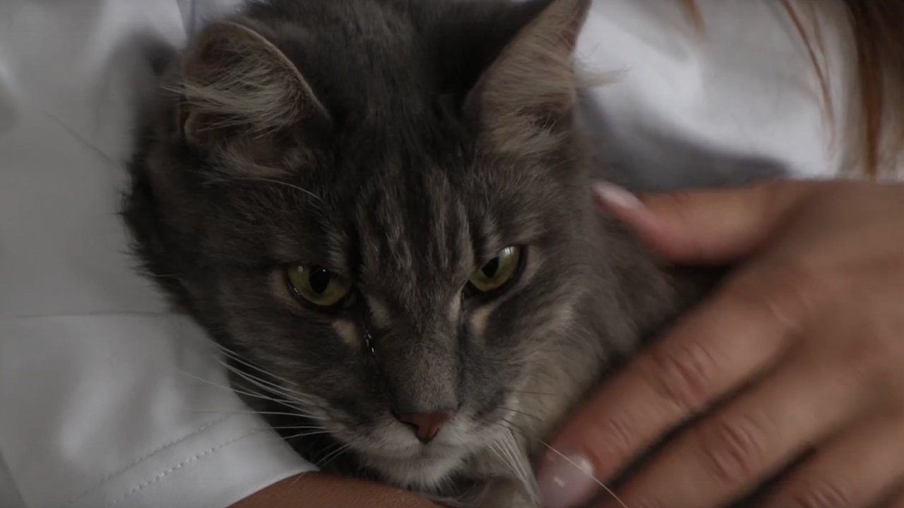 Кот лежит Кот лежит