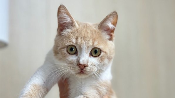 Котенок, который жил на свалке, получил шанс на вторую жизнь
