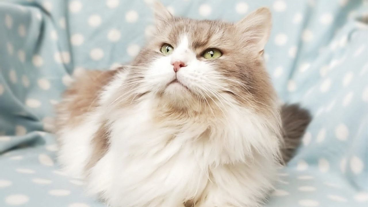 Кот Добрыня Кот Добрыня
