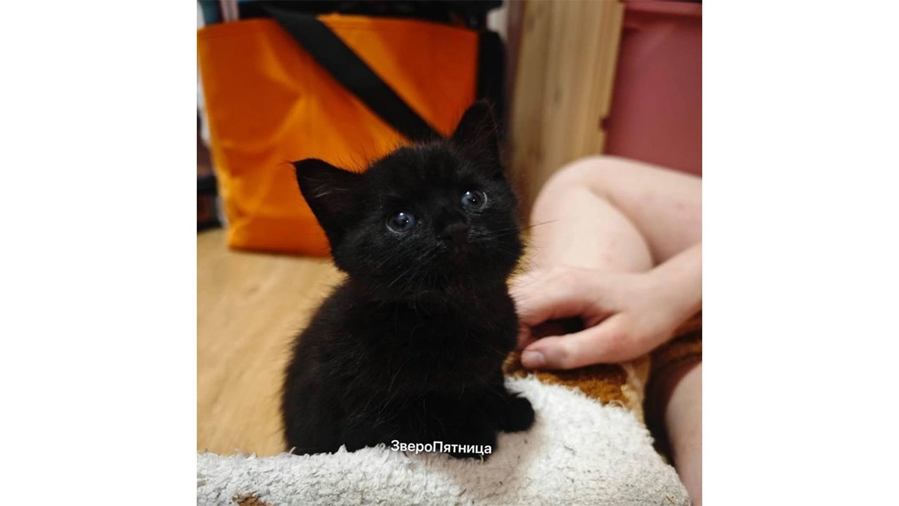 Крошечный котенок с автобазы нашел семью в тот же день Крошечный котенок с автобазы нашел семью в тот же день