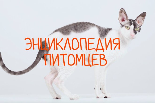 599931d62e4b832965feecaf009cc16a.jpg