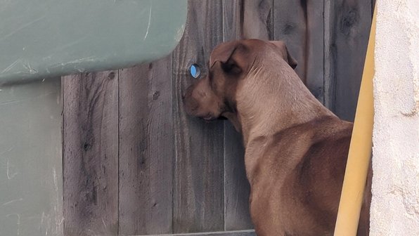 Собака влюбилась в соседского пса и шпионит за ним