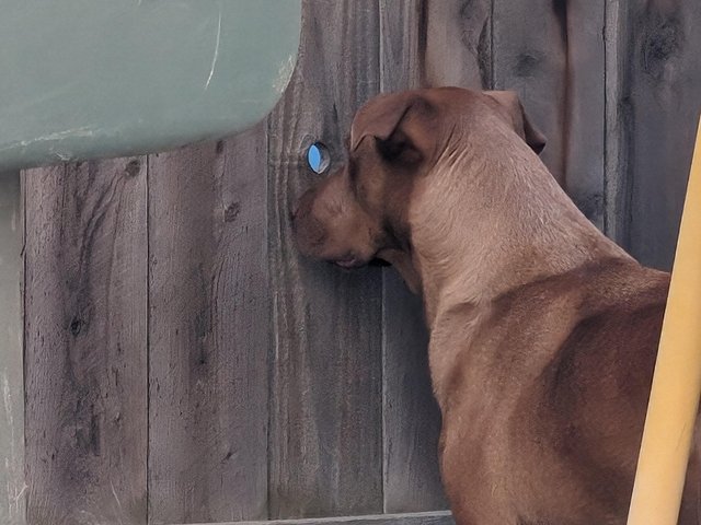 Собака влюбилась в соседского пса и шпионит за ним