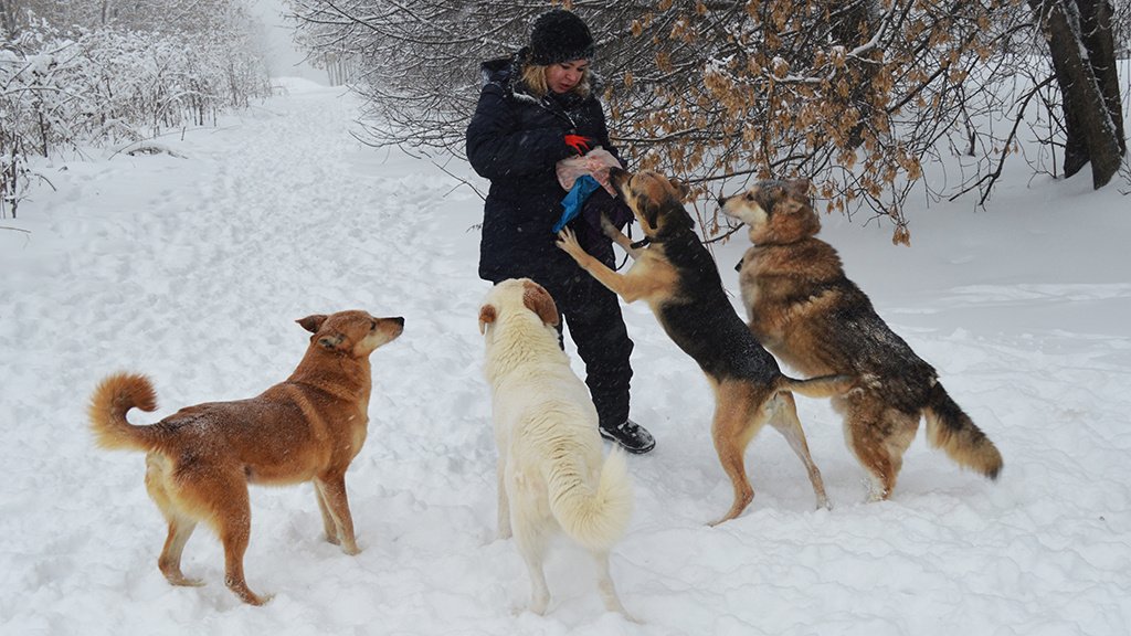 Людмила как волонтер выгуливает приютских собак