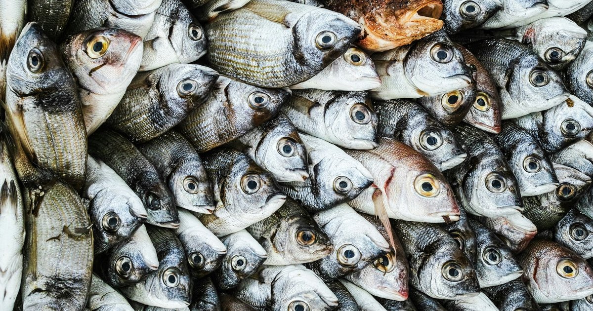 Ученые предложили использовать отходы сои для выращивания рыбы